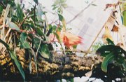 019-Tropical Forest in the Aquarium